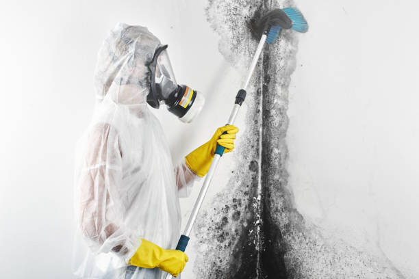 Best Environmental Consulting for Mold Prevention  in Kaaawa, HI