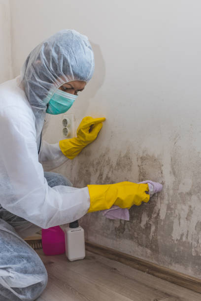  Kaaawa, HI Mold Removal Pros