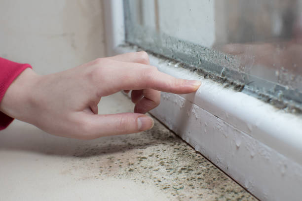 Best Emergency Mold Remediation  in Kaaawa, HI